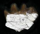 Oligocene Horse (Mesohippus) Teeth #25119-2